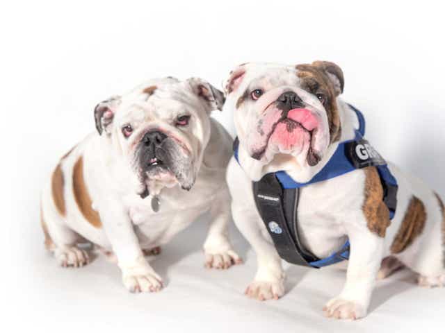 Jornada Del Muerto Livestrong Rebrand News From Around Our 50 States