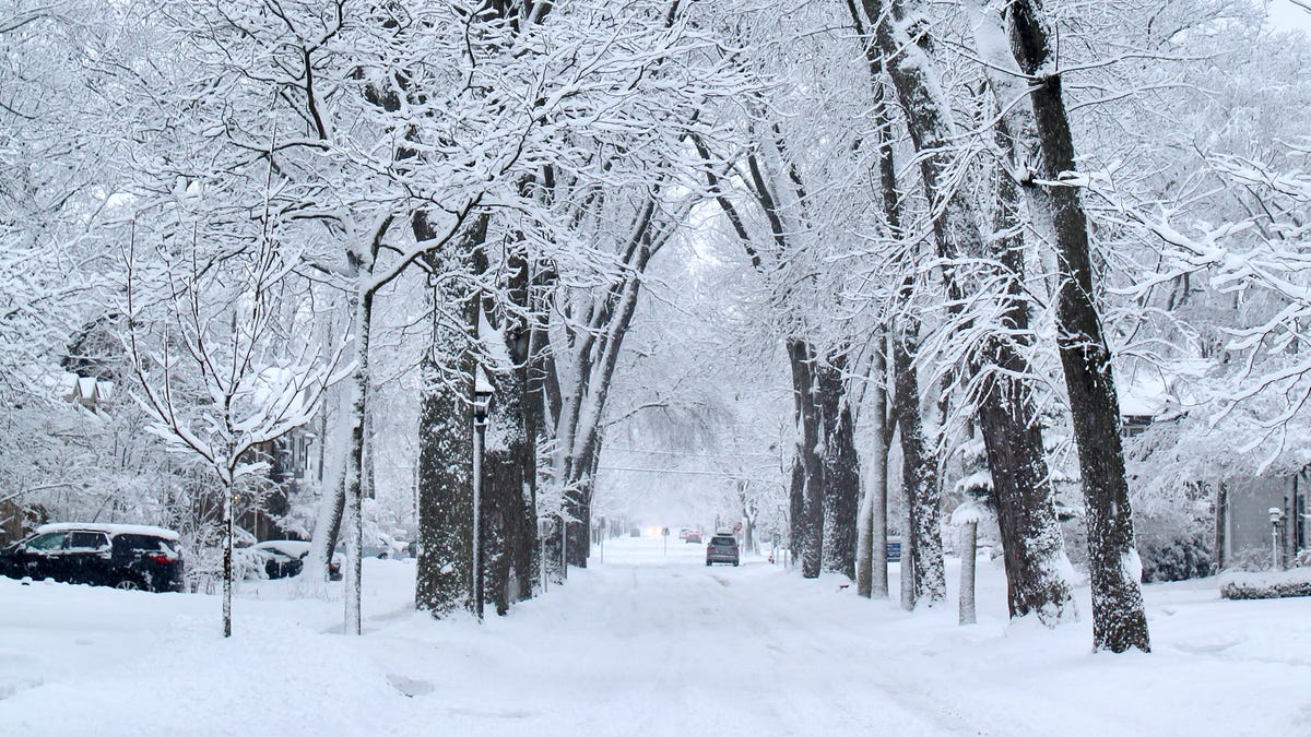 Wisconsin’s recent winter storms damaged a lot of trees. Here’s how you can protect them.
