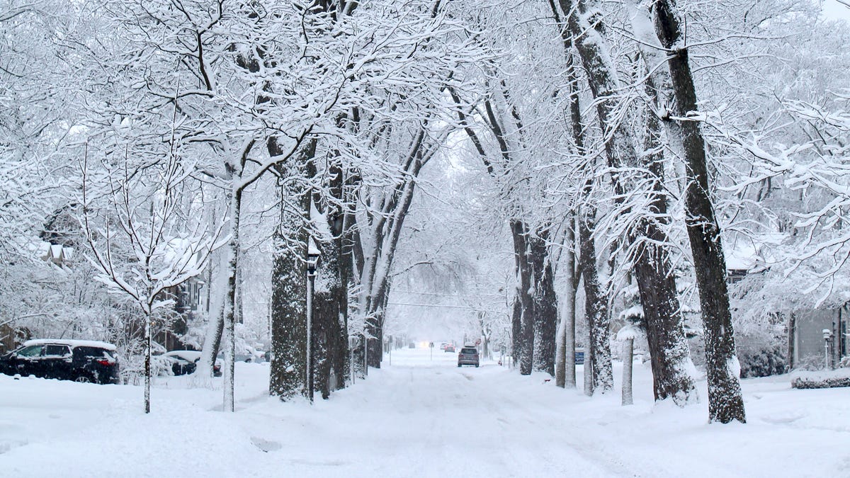 Wisconsin’s recent winter storms damaged a lot of trees. Here’s how you can protect them. Wisconsin’s recent winter storms damaged a lot of trees. Here’s how you can protect them.