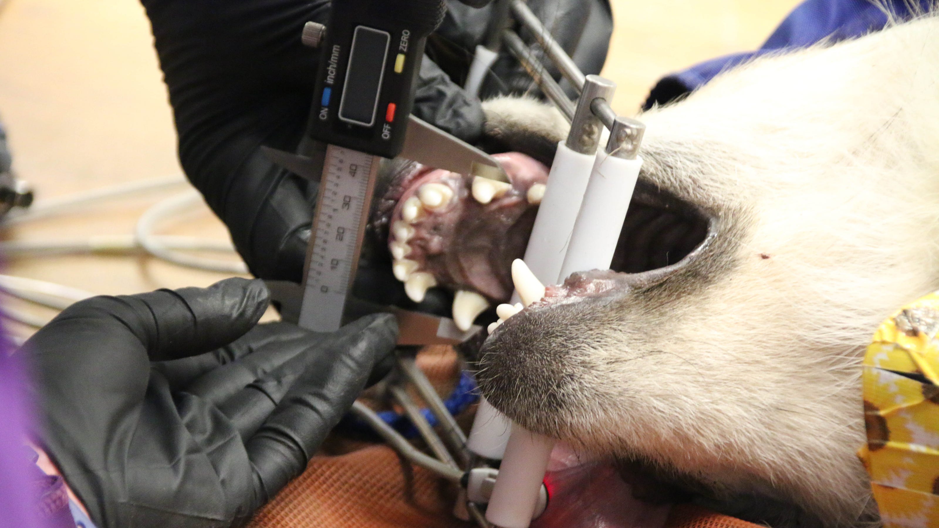 Survey Crews Catch And Release Mexican Gray Wolves