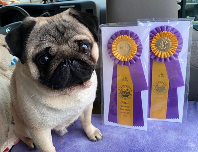Westminster Dog Show Yerington pug named best in breed
