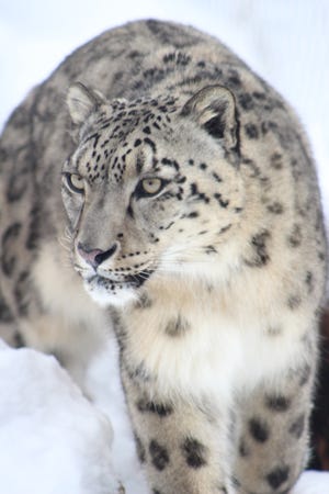 Raj, an 8-year-old snow leopard at the Binder Park Zoo in Battle Creek, Mich.