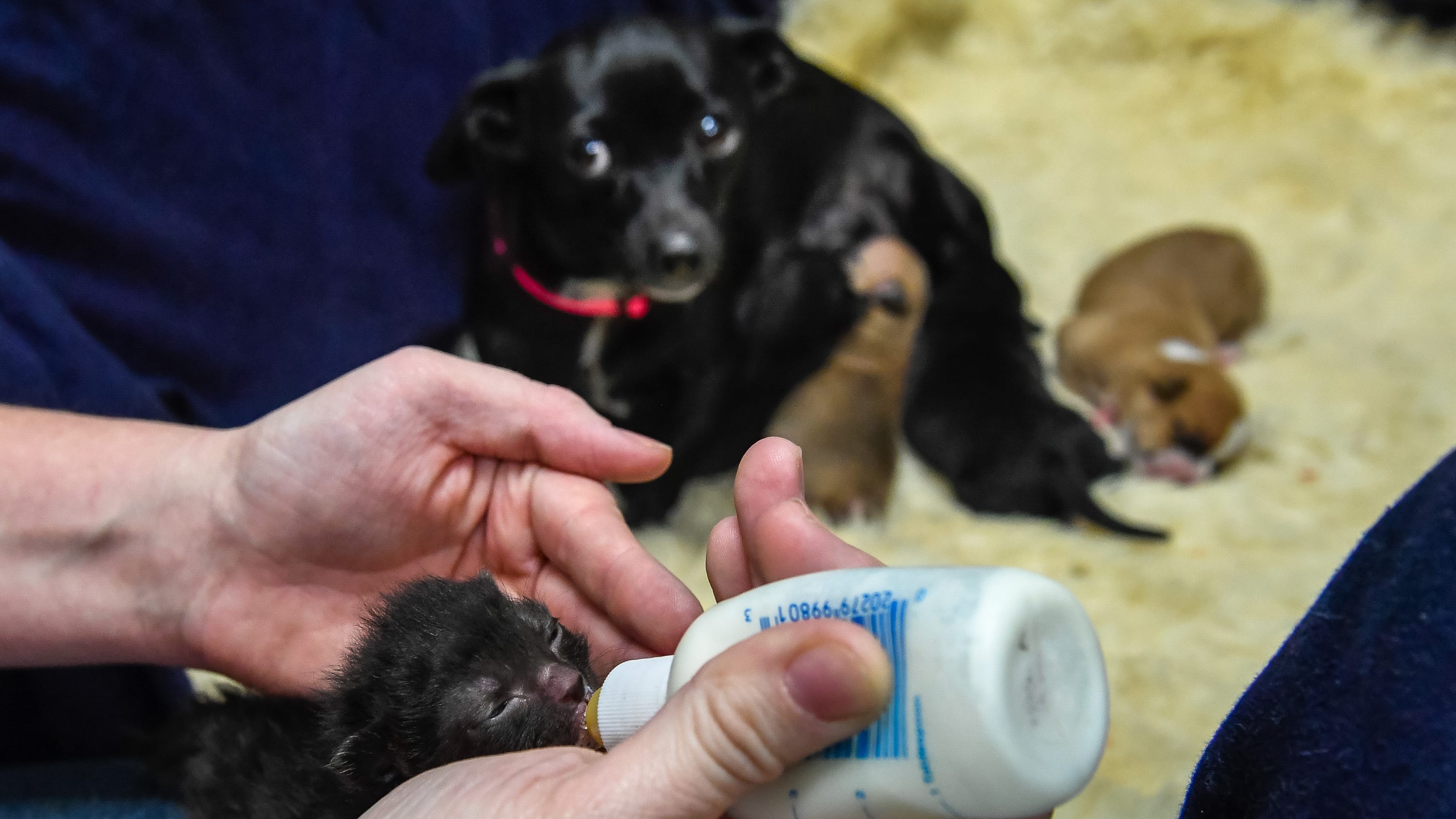 Featured image of post View 11 Pictures Of Puppies And Kittens