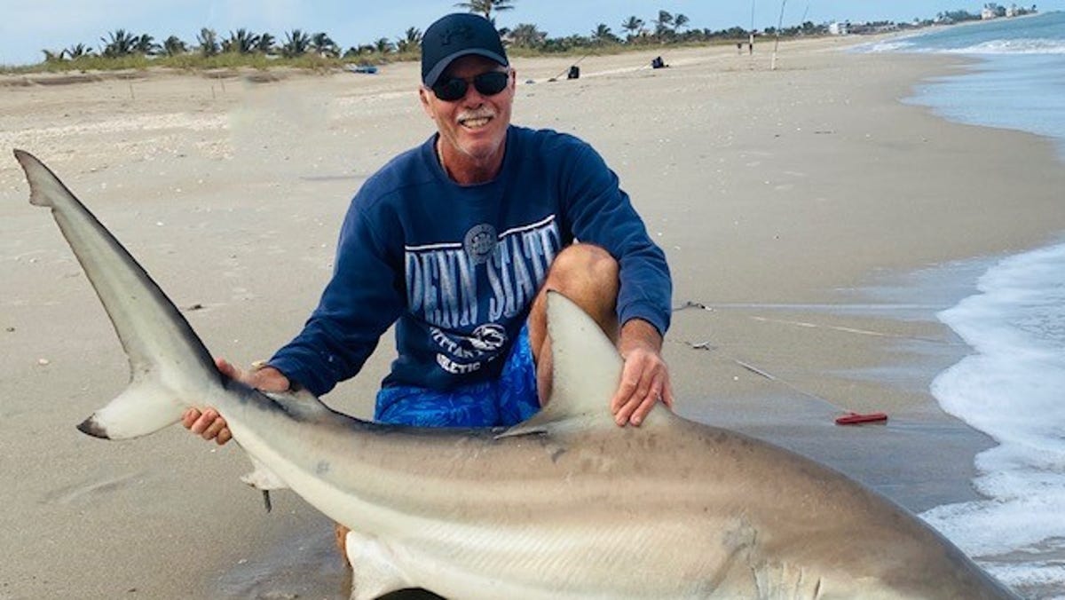 Sharks Are Closer To Florida Beachgoers Than You Think This Time Of Year