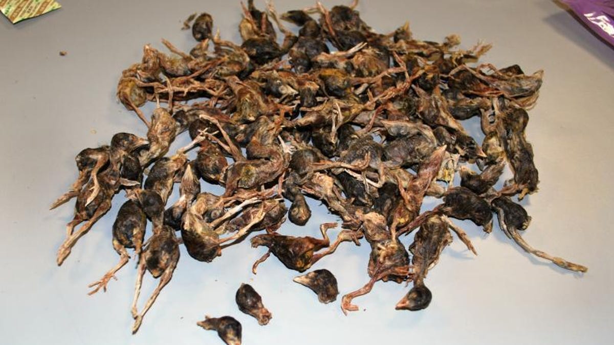 Tiny Dead Birds Found In Luggage At Washington Dulles Airport