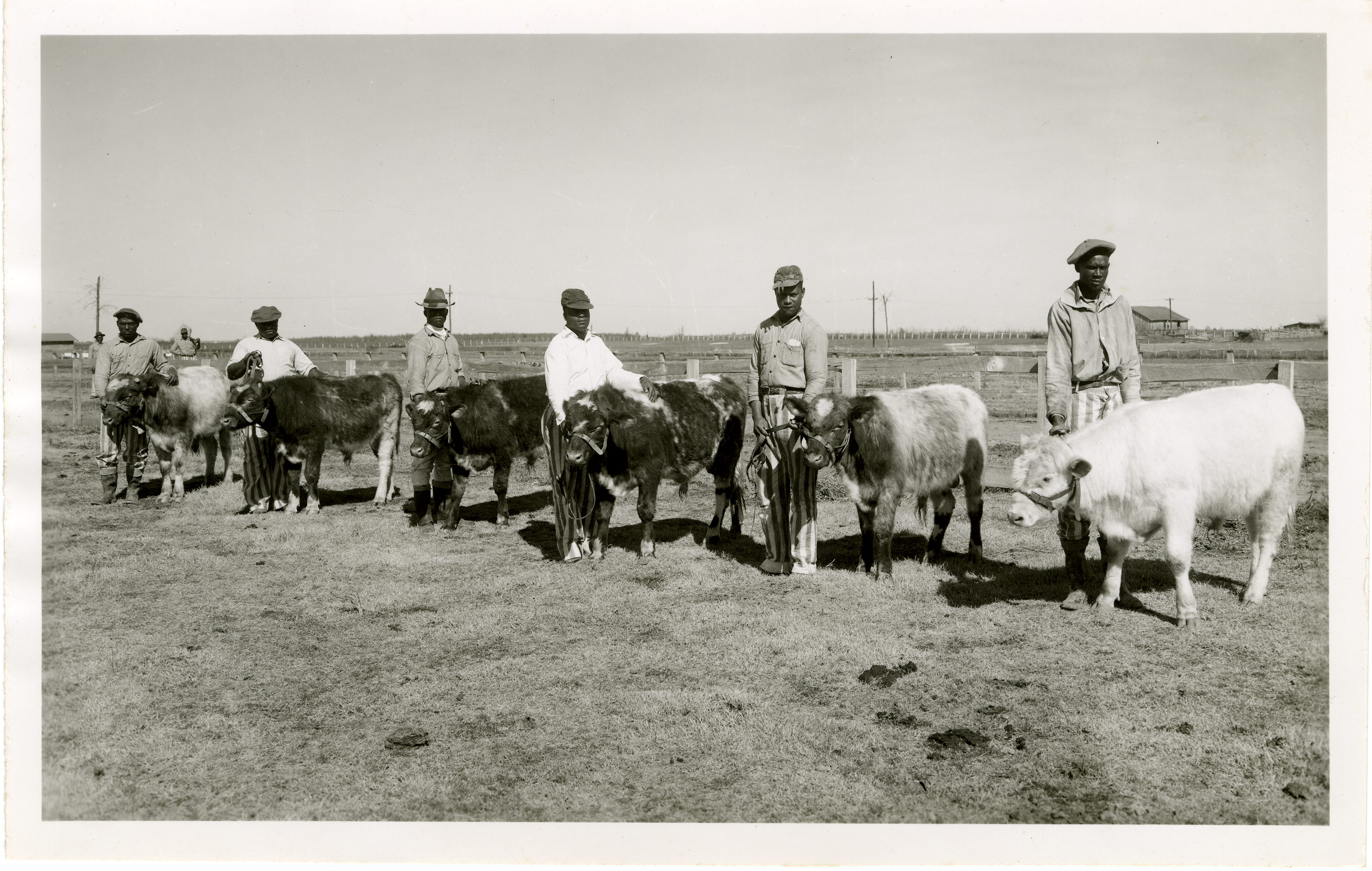 In this photo from the Mississippi Department of Archives and History, inmates are shown with cattle at the Mississippi State Penitentiary at Parchman, Miss.