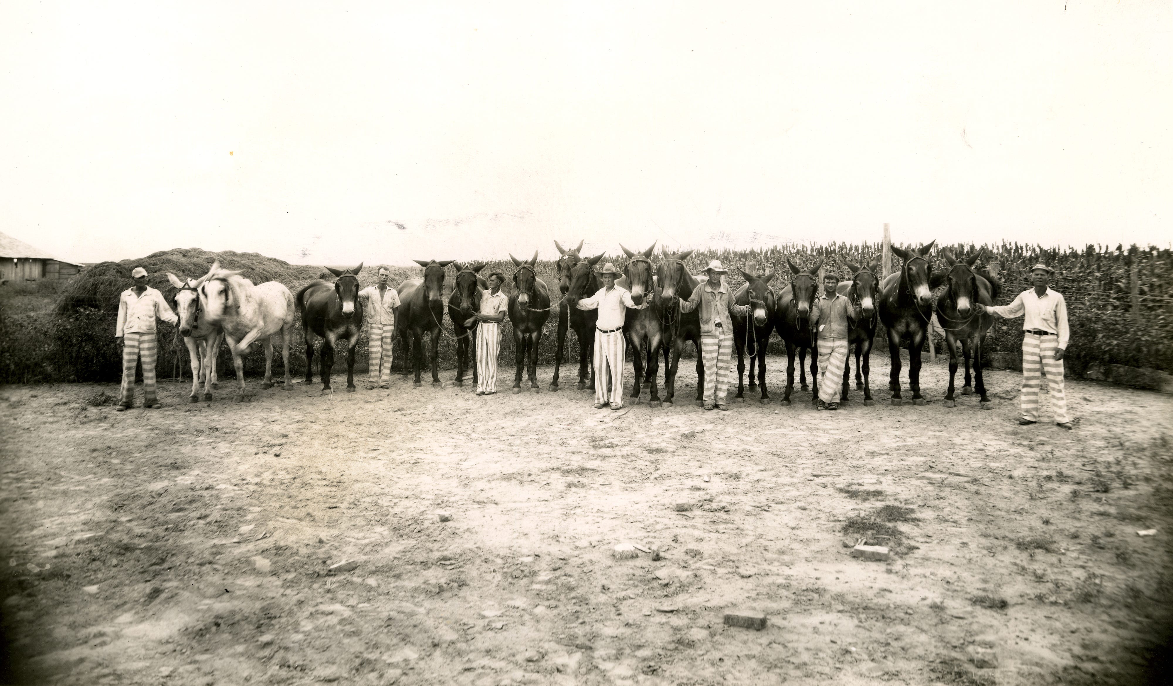 In this photo from the Mississippi Department of Archives and History, inmates are shown with mules at the Mississippi State Penitentiary at Parchman, Miss.