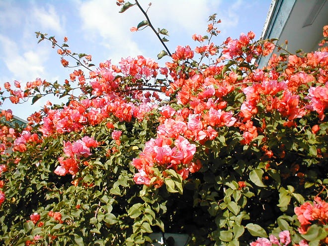 Bougainvillea does well in any soil type. It blooms best in full sun and when on the dry side.