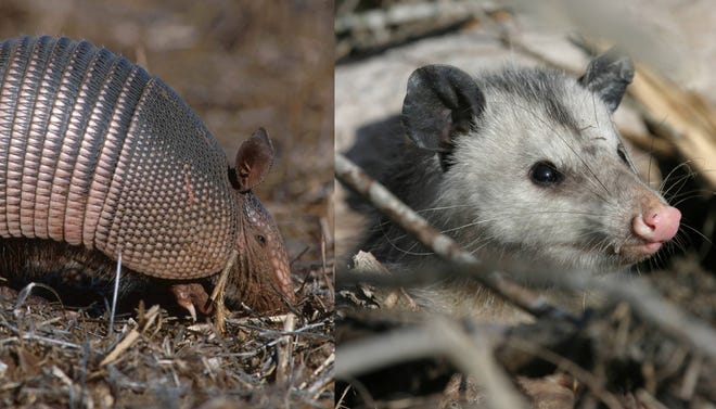 Opossums didn't always live here. They're not the only ones on the move.