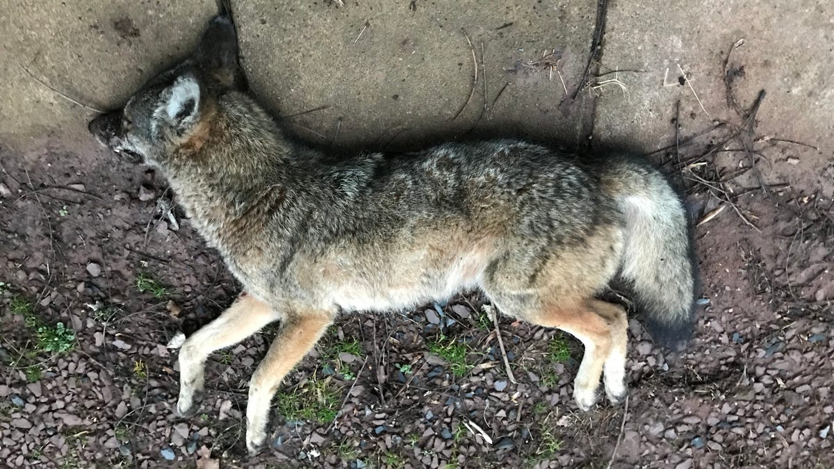 Rabid Coyote Killed After Injuring 2 Men Dog In Newberry Twp Officials Say