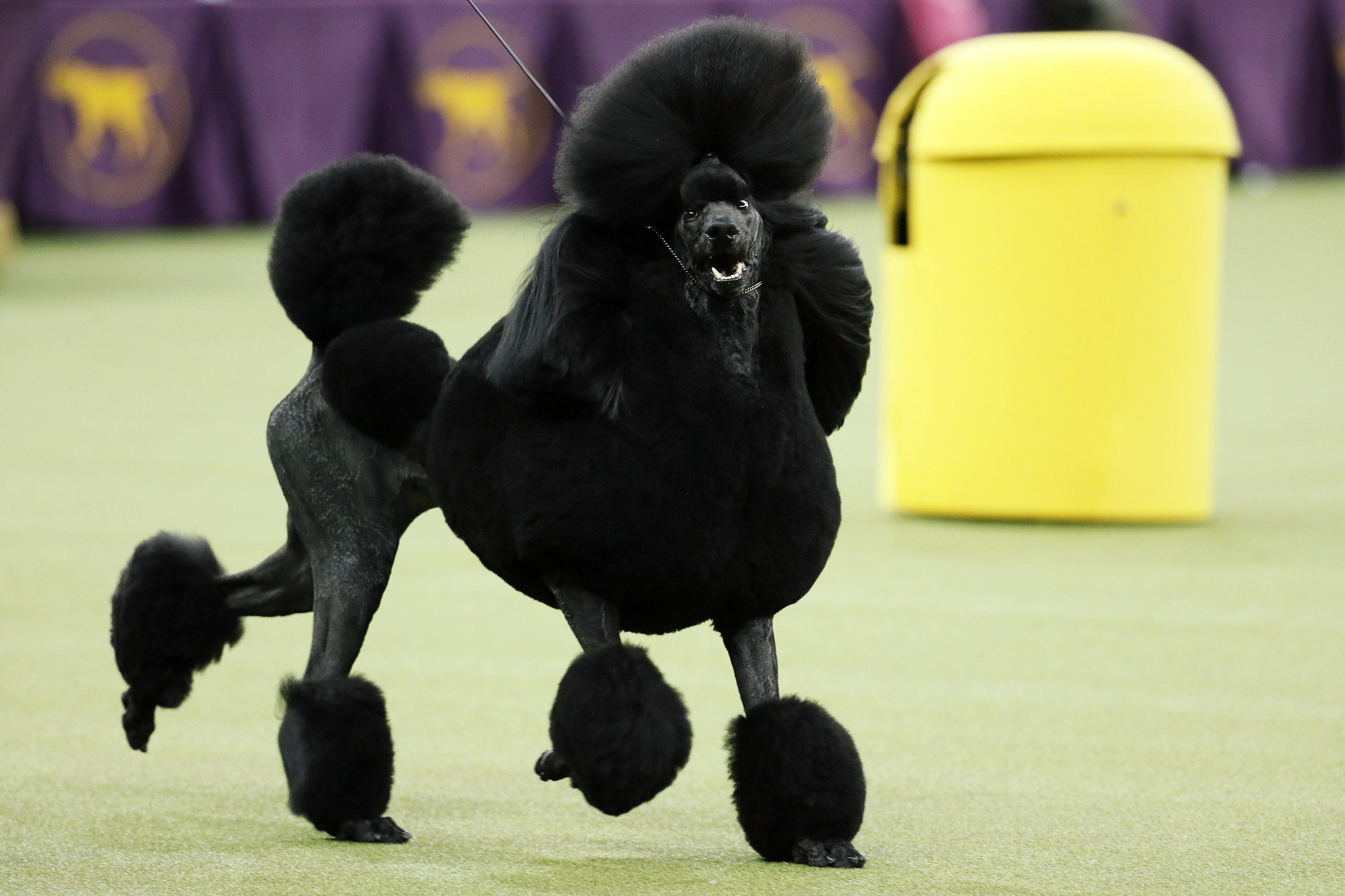black fluffy poodle