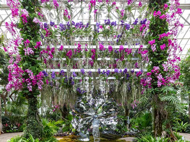 Orchid Show 2020 What To Know Before You Go To The Ny Botanical