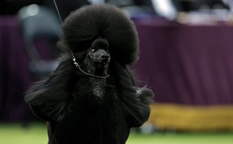 Siba, a standard poodle, wins Best in Show during the 144th Annual Westminster Kennel Club Dog Show.
