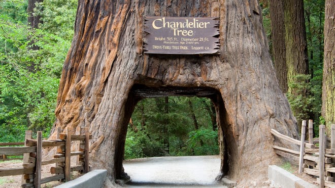 California redwood trees: 5 ways to see the massive trees