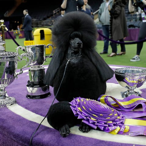 Siba, a Standard Poodle, wins Best in Show during 