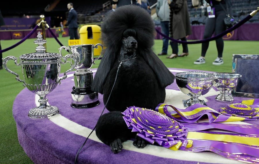 Siba, a Standard Poodle, wins Best in Show during the 144th Annual Westminster Kennel Club Dog Show.