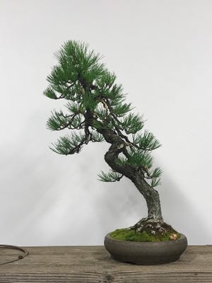 A Japanese Black Pine bonsai tree, originally grown by Juzaburo Furuzawa while he was incarcerated in a WWII internment camp, was returned Tuesday to the Pacific Bonsai Museum in Washington state.