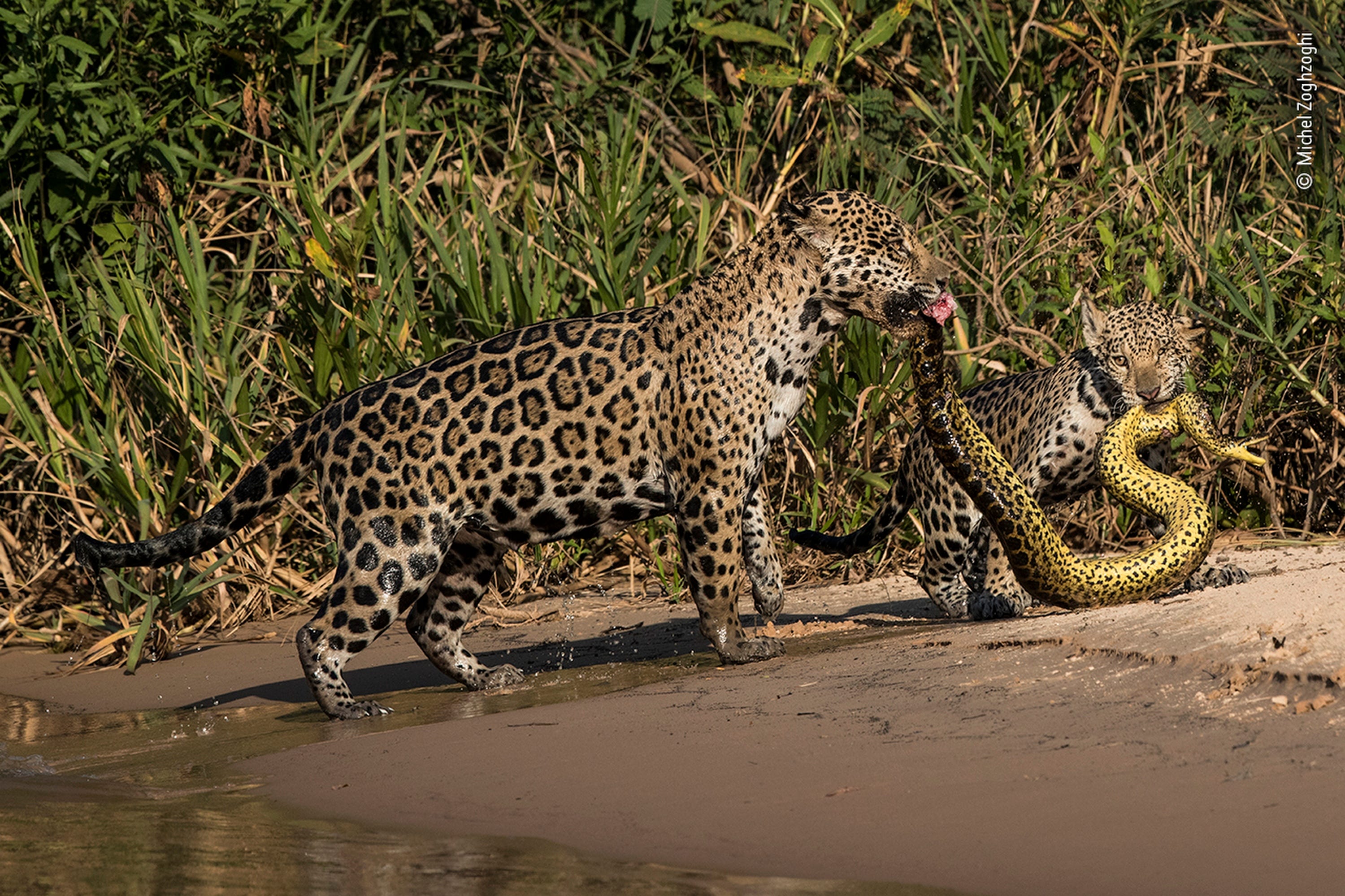 Wildlife Photographer Of Year Mice Fight In London Photo Wins Award