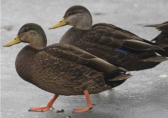 Meet The American Black Duck But Don T Feed Them