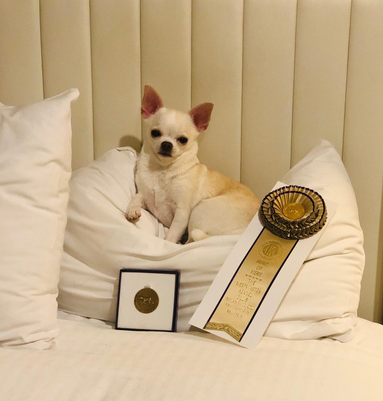 What Is Award Of Merit At A Dog Show