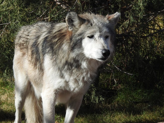 El Paso Zoo staff are mourning the death of a Mexican Gray Wolf.