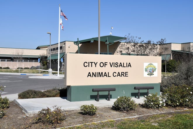 Visalia Animal Shelter total amid holiday break surge in misplaced, deserted animals Visalia Animal Shelter total amid holiday break surge in misplaced, deserted animals