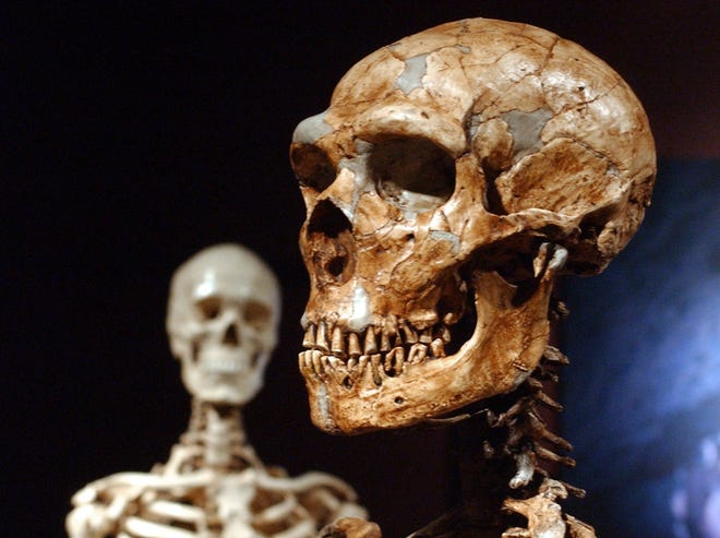 A reconstructed Neanderthal skeleton, right, and a modern human version of a skeleton, left, are on display at the Museum of Natural History Wednesday, Jan. 8, 2003 in New York.