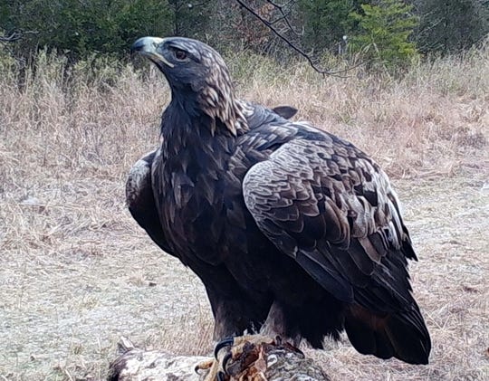 Athena is a female golden eagle at Bernheim Forest in Clermont, Kentucky, that is breeding with a male golden eagle, Harper. The pair are the first ever to be tracked in the eastern United States.