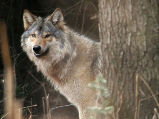 A gray wolf.