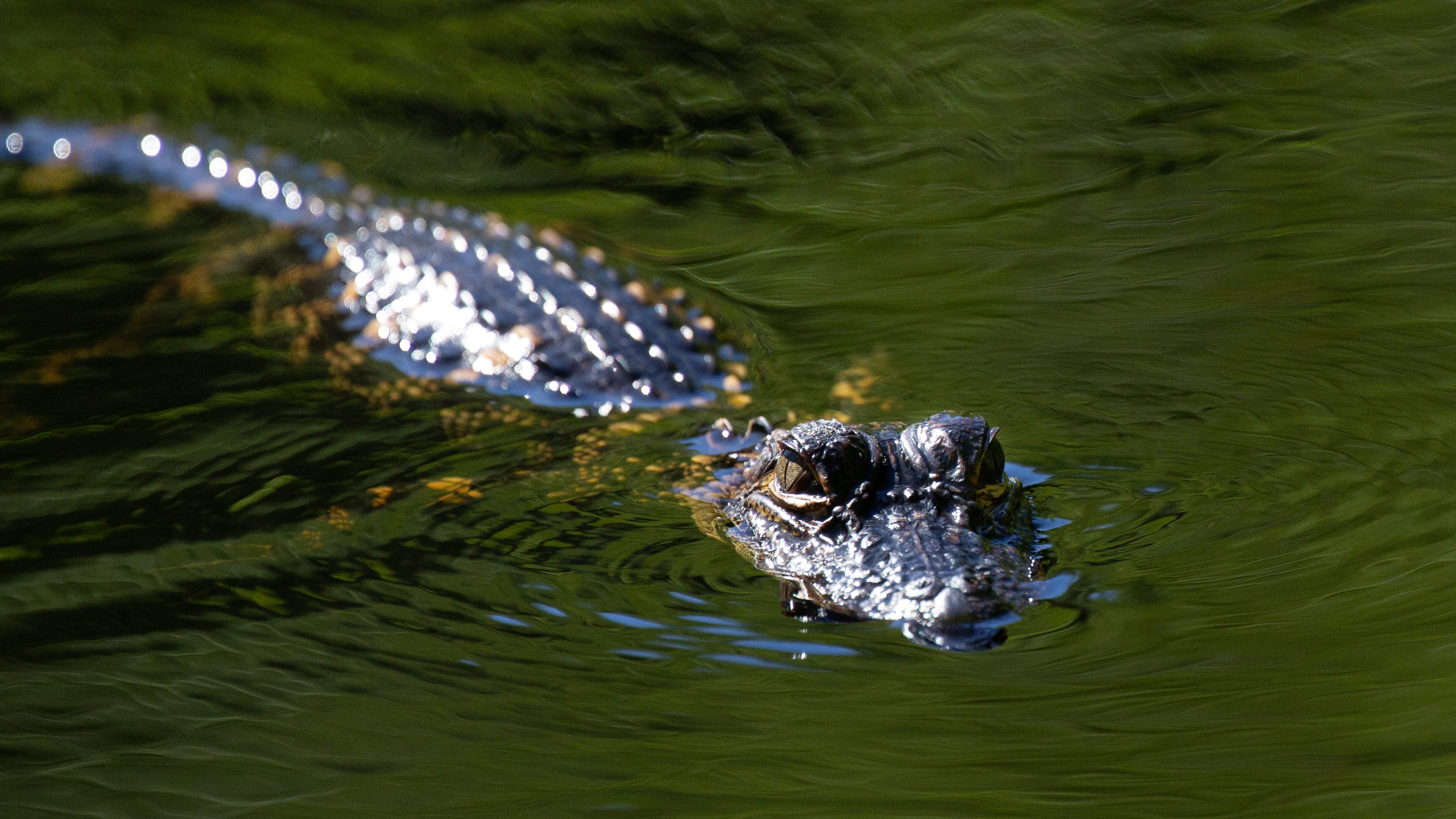 South Carolina woman killed by alligator while doing client's nails