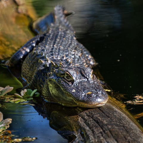 Wildlife abounds in Florida's Everglades National 