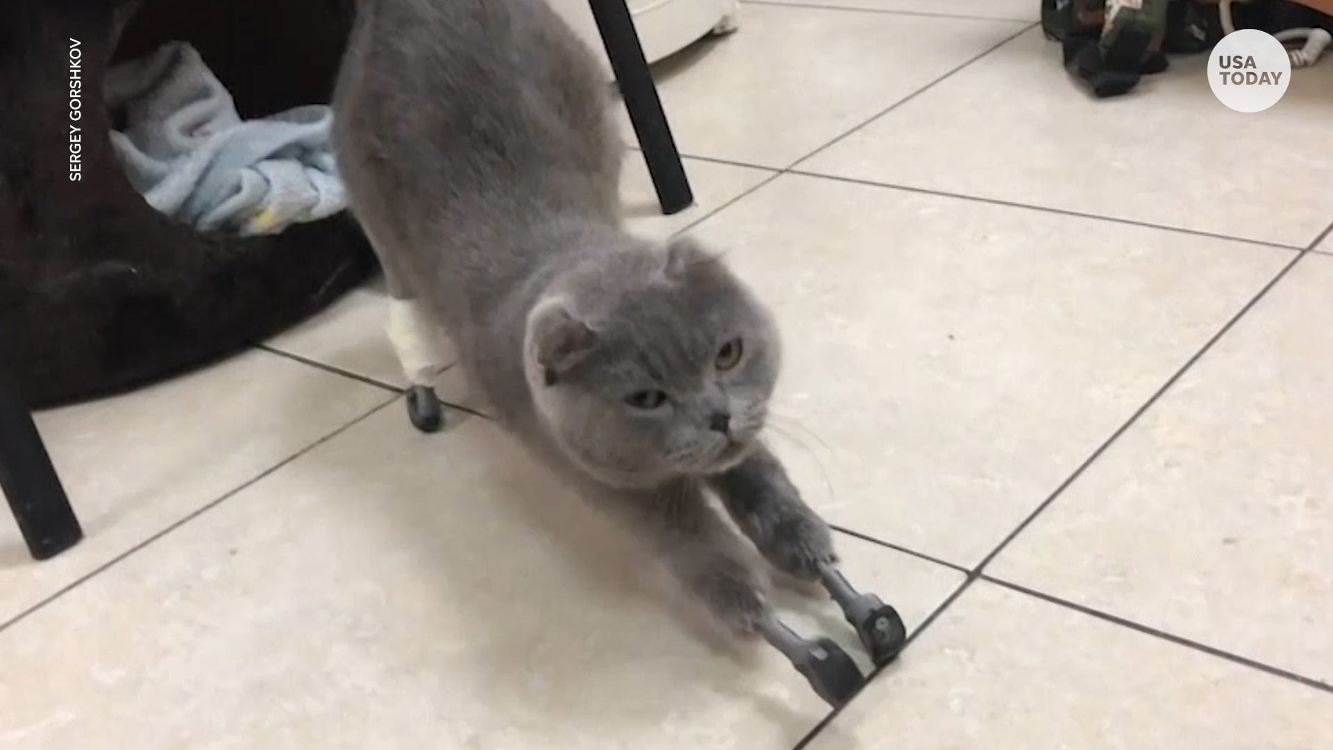 no legged cat