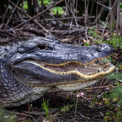 Wildlife abounds in Florida's Everglades National 