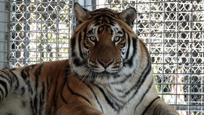 Tiger nommé Poutine meurt de façon inattendue au zoo du Minnesota pendant la procédure