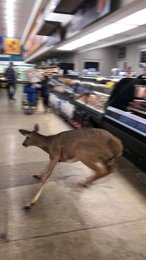 Caught On Video Deer Surprises Shoppers As It Runs Through Zionsville Kroger
