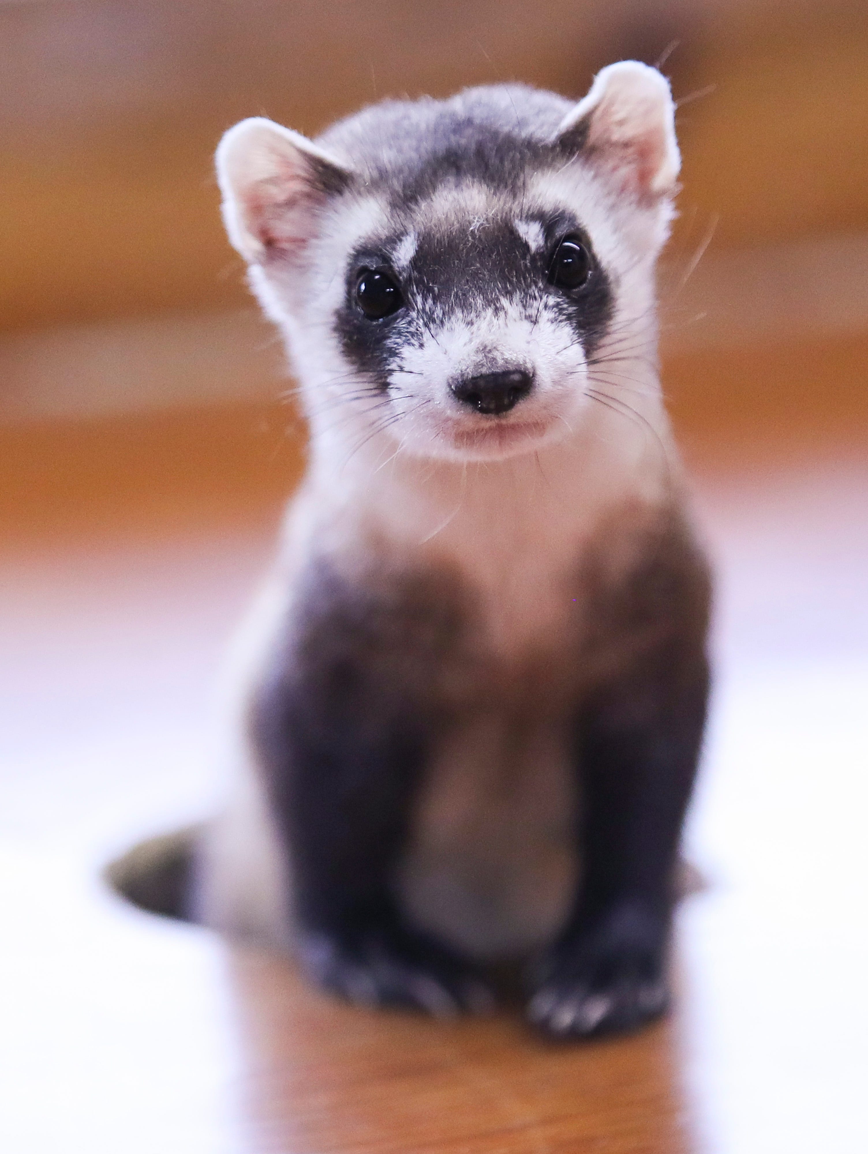 ferret animal