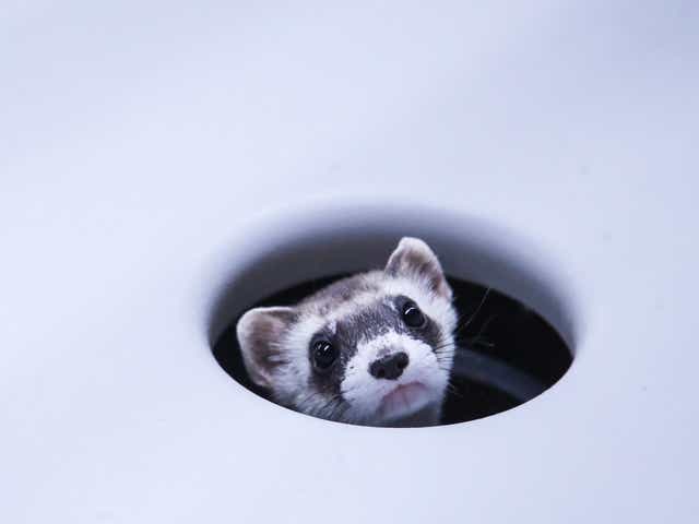 Louisville Zoo Operates One Of The Largest Ferret Breeding Programs