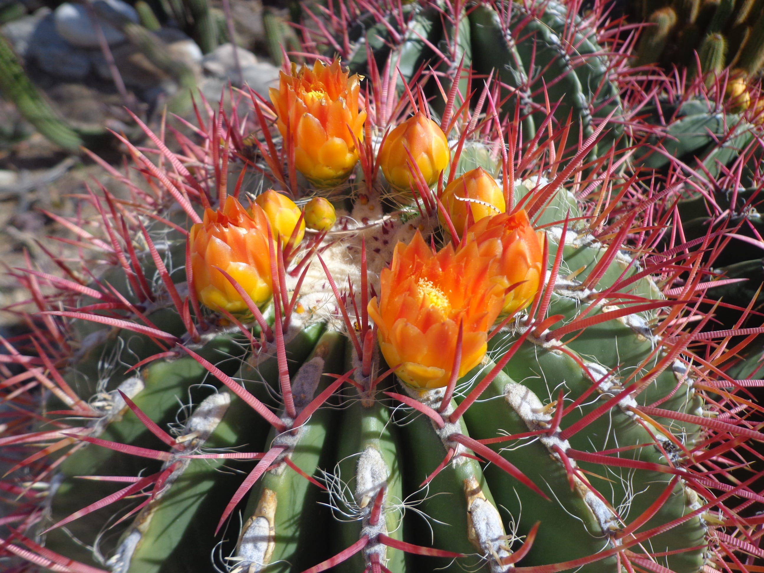 Flowering barrel cactus of the Southwest