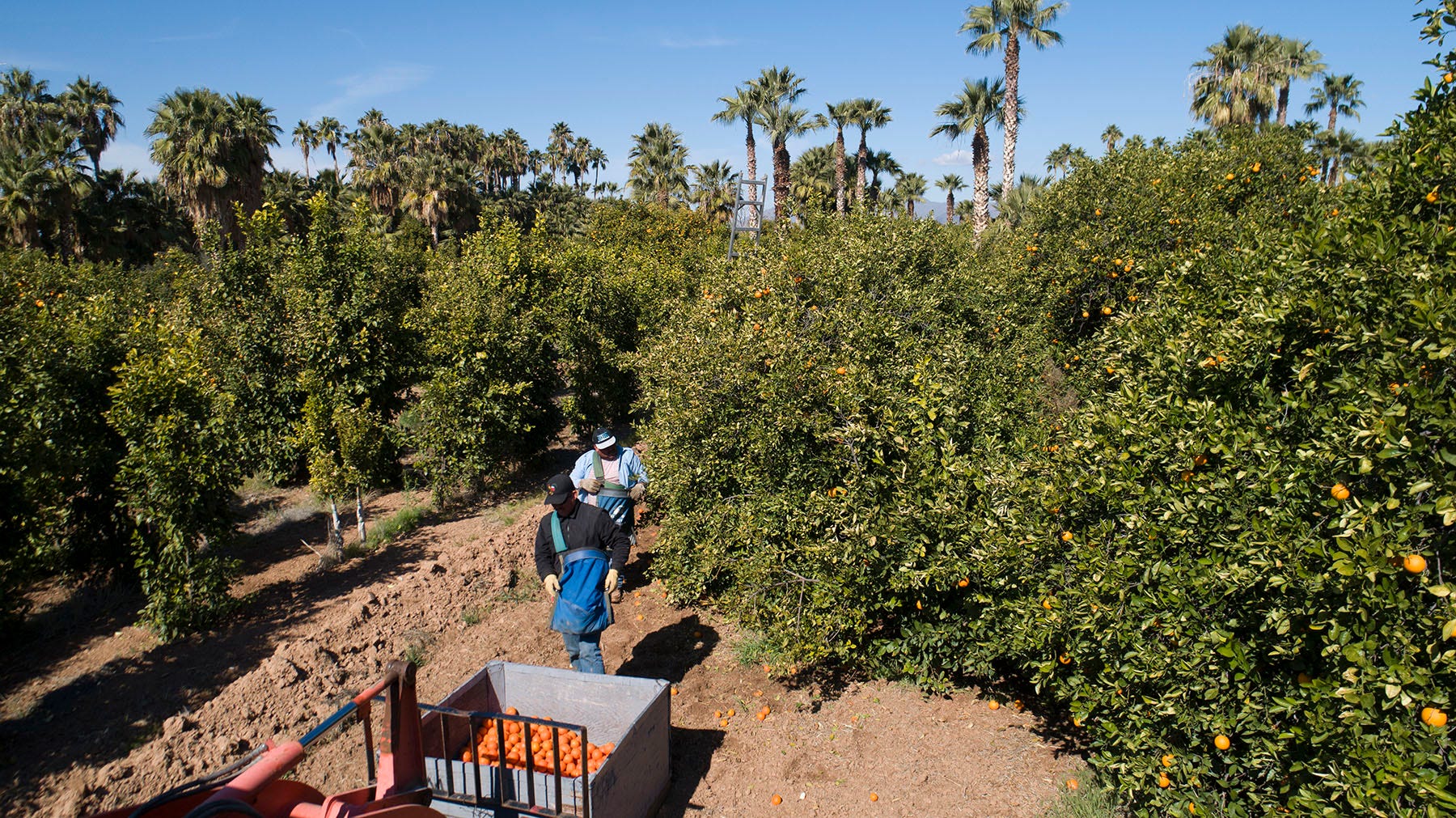 John Babiarz, owner of Greenfield Citrus Farm, and workers Ismael Sanchez and Silvio Coro pick fruit in Mesa. Because of Arizona's extreme heat, citrus trees don't flush with new leaves as often as they do in more temperate, humid climates. This provides less food for the psyllids.