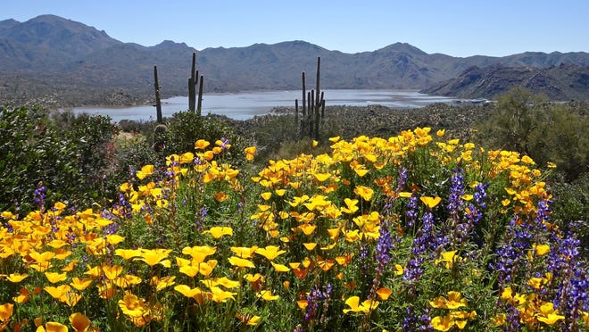 Where To See Arizona Wildflowers In 2021 Hikes And Scenic Drives