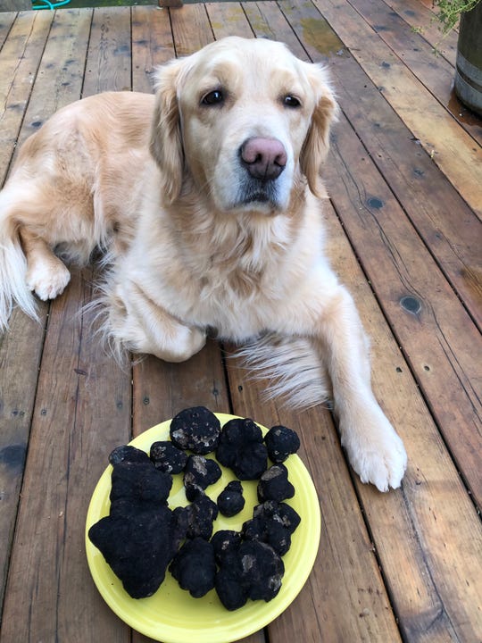 Truffle dog extraordinaire finds a whopper