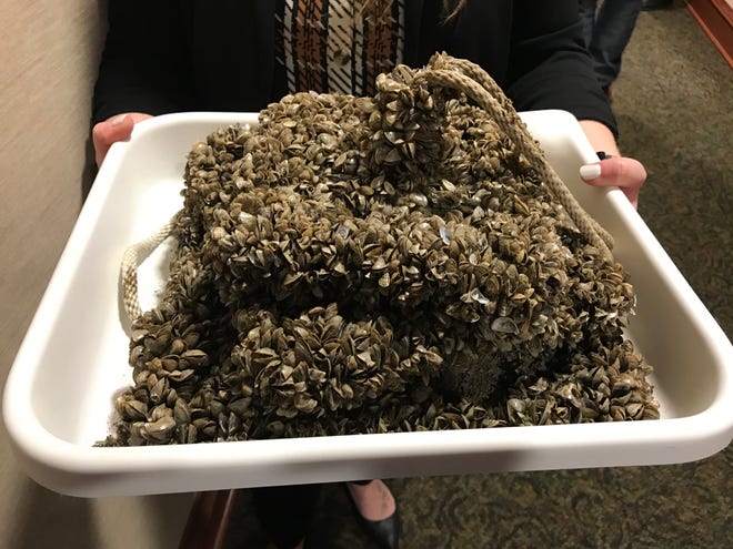 The Game, Fish and Parks Department brought three stacked metal plates covered in zebra mussels pulled from Lewis and Clark Lake to show legislators on Tuesday.