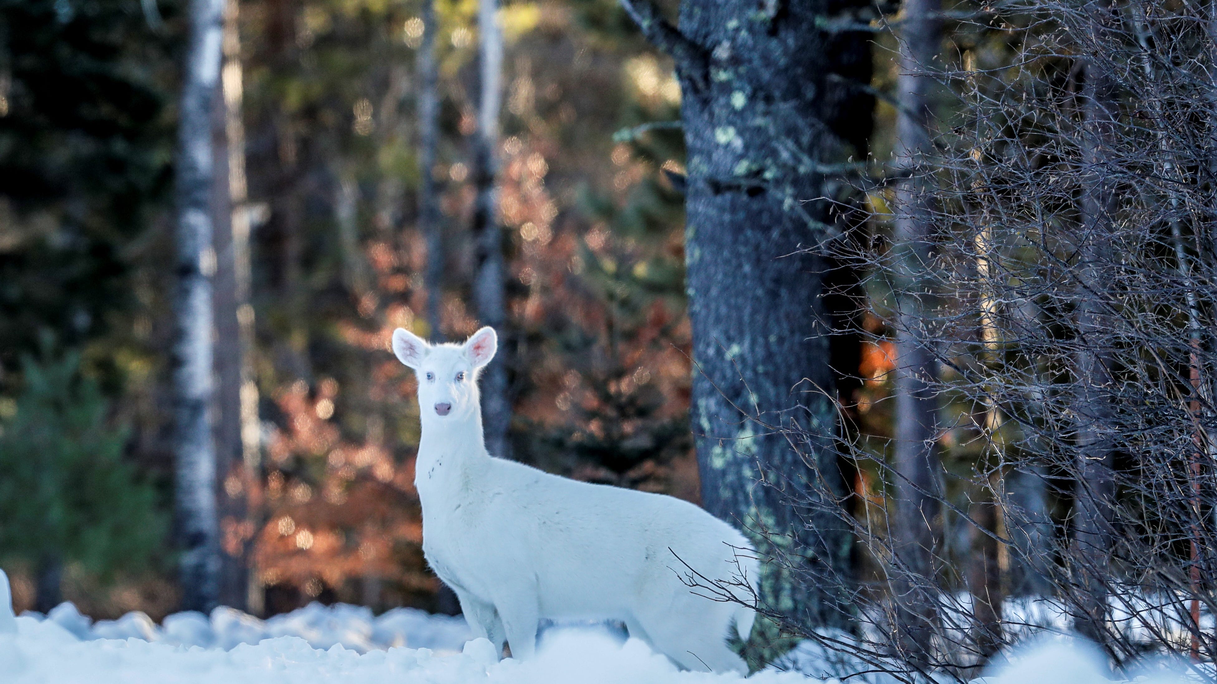 albino biggest buck in the world