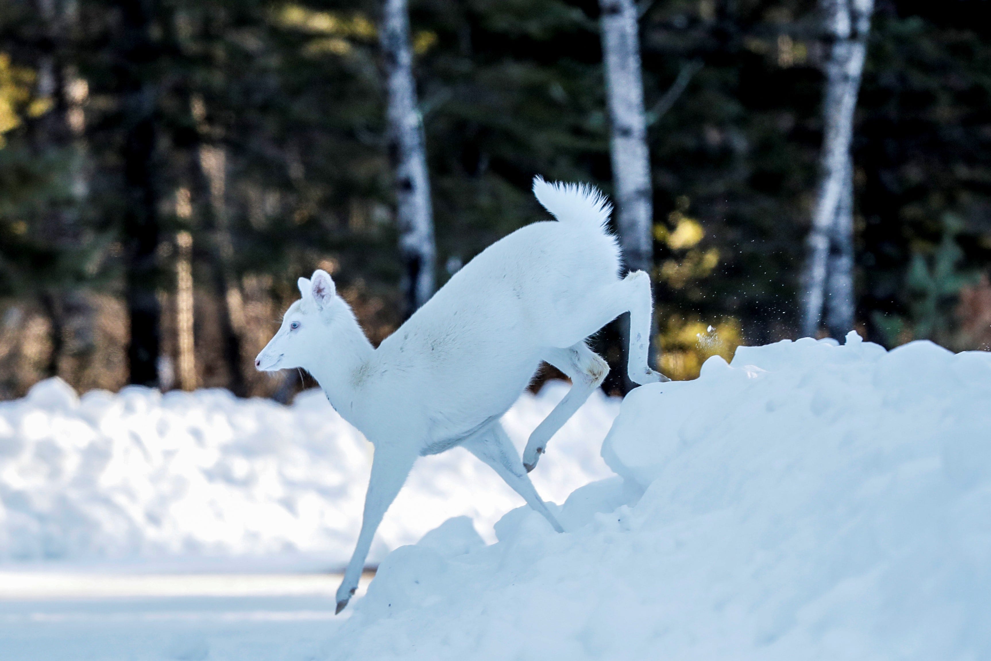 A white doe crosses a road Friday, Feb. 14, 2020, in Boulder Junction, Wisconsin.