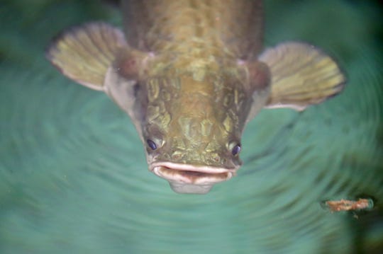 An arapaima swims in its tank before being integrated with other fish at the Milwaukee County Zoo in Milwaukee on Feb. 19. The Milwaukee zoo has two new arapaimas, the world's largest freshwater fish. Arapaimas can grow up to 10 feet or longer and weigh as much as 400 pounds. The fish have been kept off exhibit while they grow big enough to not be prey to other animals in the 55,000-gallon Amazon tank in the reptile building. It has been around 15 years since the zoo last had arapaimas.