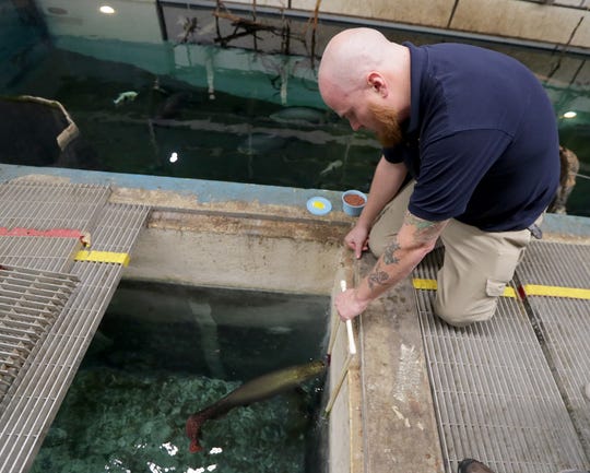 Shawn Miller, the Milwaukee County Zoo's aquatic and reptile curator, works with an arapaima on target training. Miller held two targets for the fish to touch with their heads so they get used to coming on command to be examined by veterinarians.
