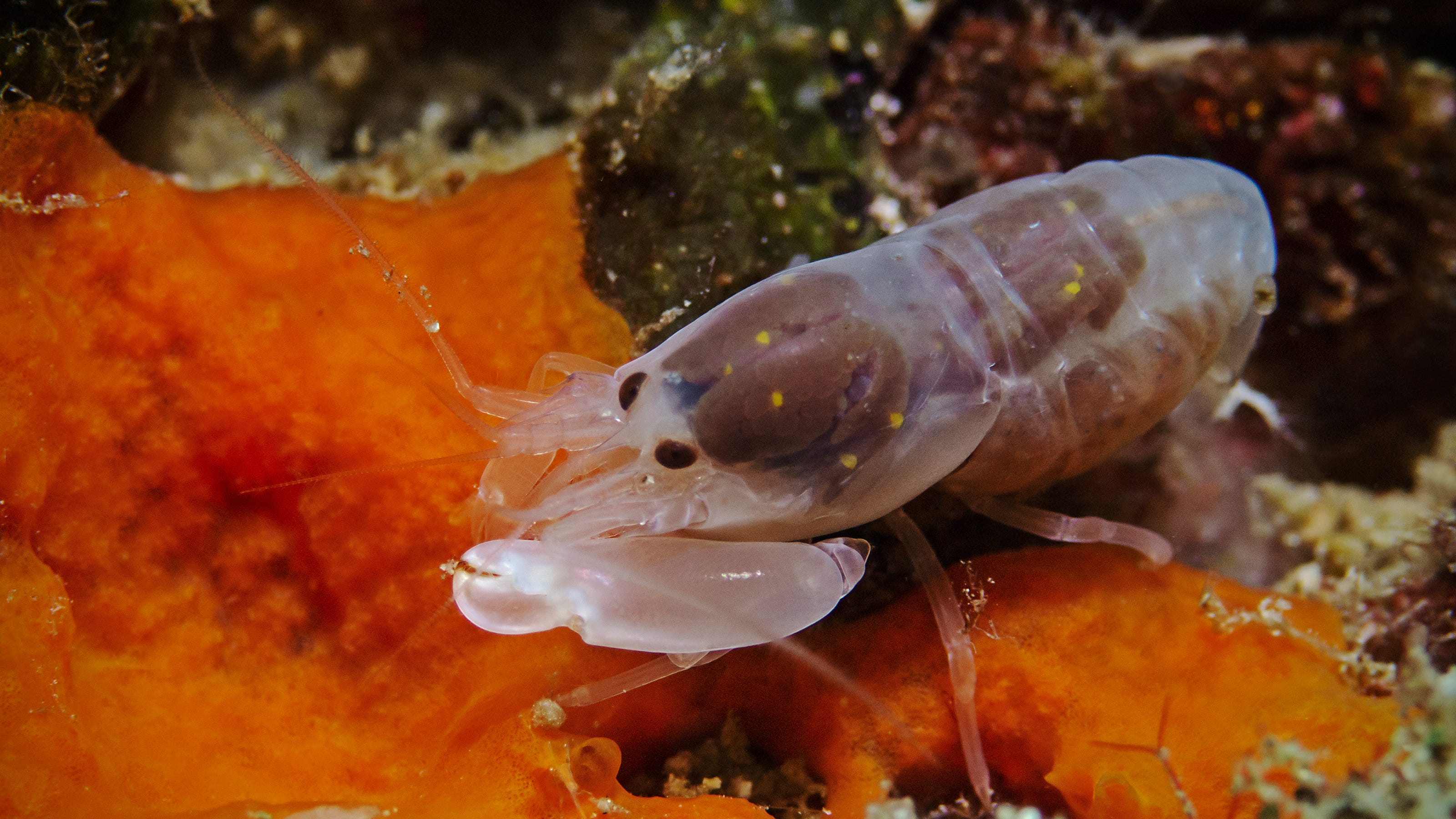 Snapping shrimp: Ocean getting louder due to 'world's loudest' shrimp