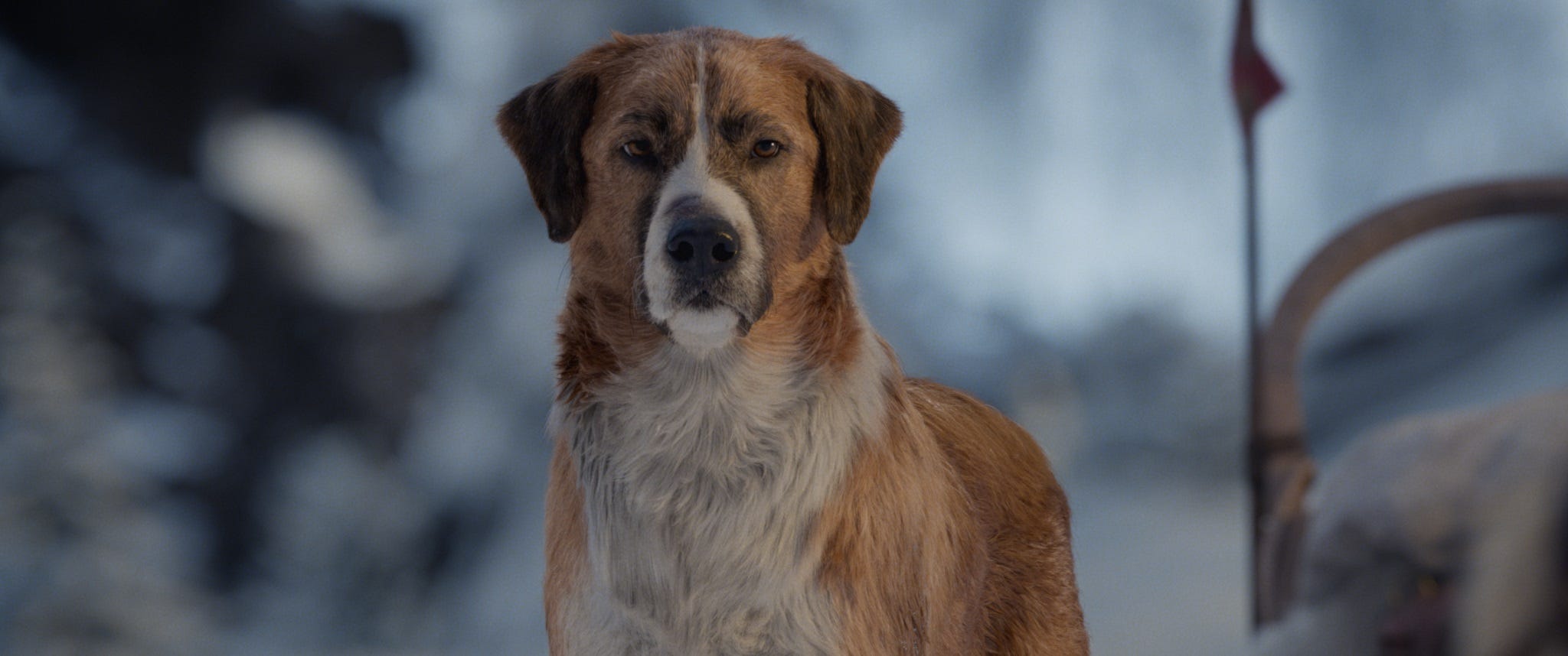 st bernard shepherd mix