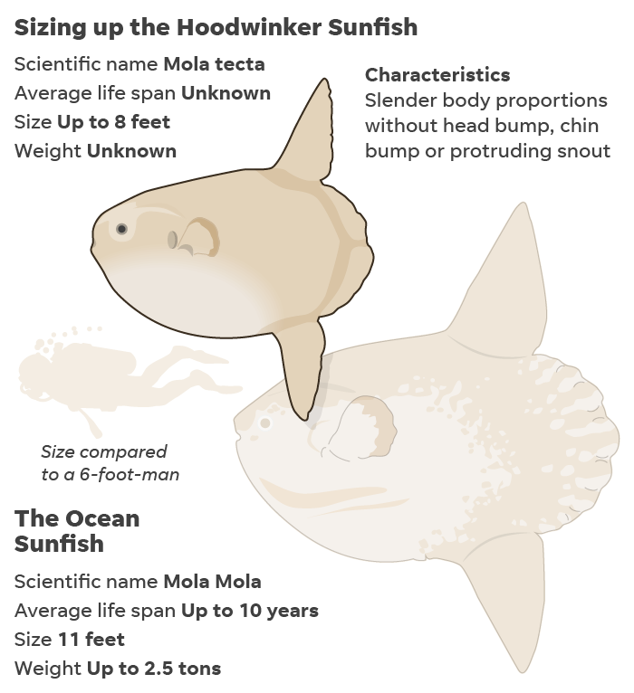 7c5217b6-9176-43f4-80e8-dbc79f6b991a-022020-Hoodwinker_Sunfish_1.png