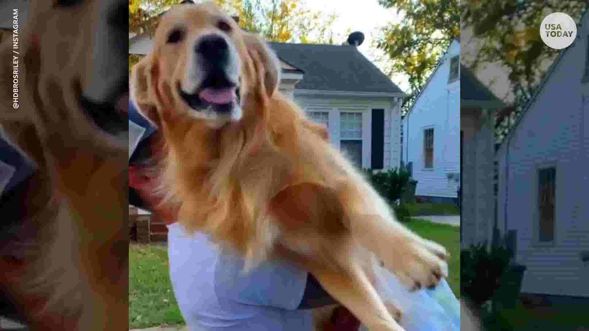 Golden retriever greets human with enthusiastic jump